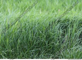 Grass Tall 0009